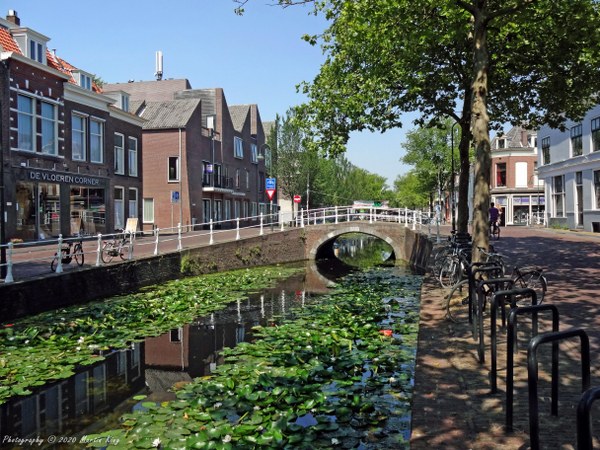 Waterlilies in the canal in Delft