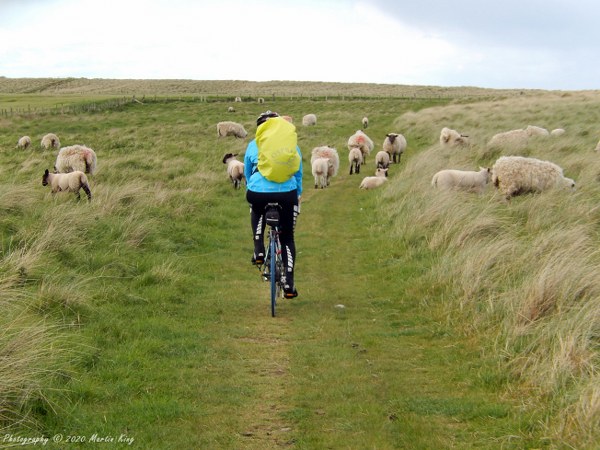 Riding through the sheep