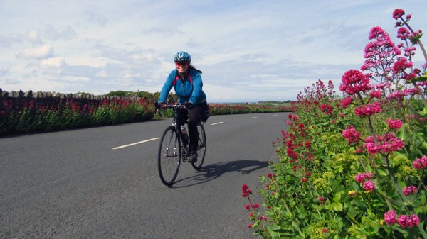 Cycling past valerian hedgerows