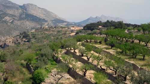 Olive terraces, Vall de Laguar