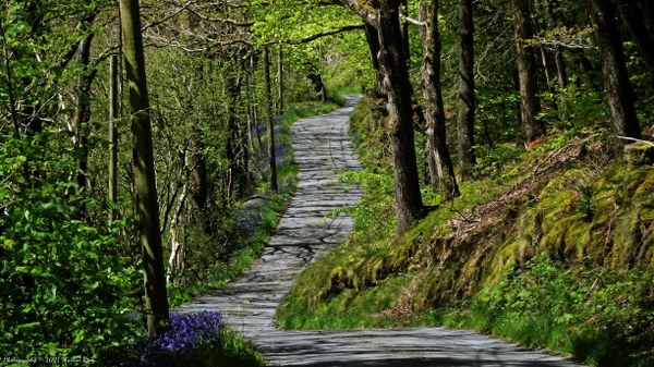 The bluebell lined road winding up the valley into the Hafren Forest